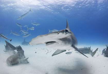 Requin marteau à Bimini