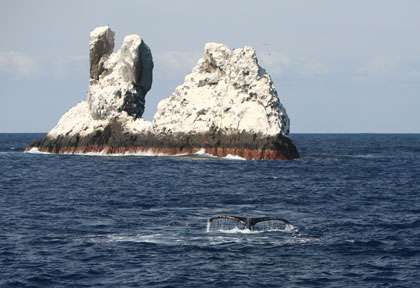 Baleine à bosse à Roca Partida