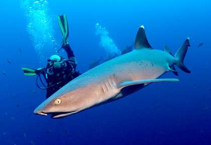 requin pointe blanche à Socorro