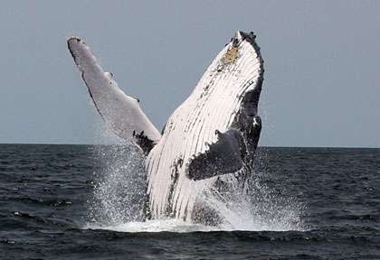 Baleine à Bosse à Tofo