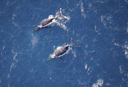 Vue aérienne d'une baleine à bosse