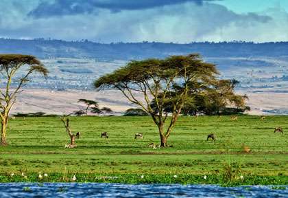 Le Kenya pour un safari