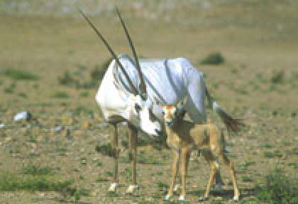 Reserve d'Oryx à Oman