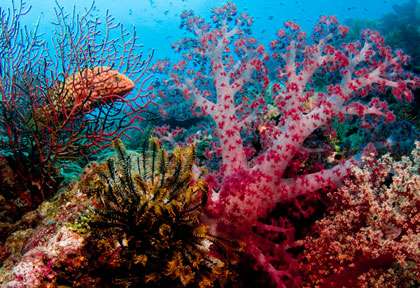 Plongée sur les récifs de corail de Lissenung