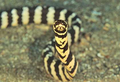 serpent de mer aux Philippines