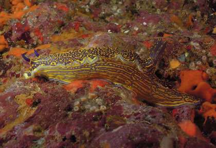 nudibranche en plongée à Ustica