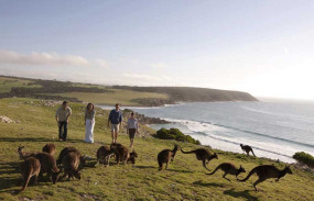 Australie - South Australia - Kandaroo Island - Kangourous