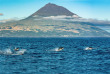 Açores - Croisière plongée Saildive