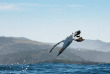 Afrique du Sud - Sardine Run - Blue Ocean Dive © John Restivo
