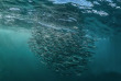 Afrique du Sud - Sardine Run - Blue Ocean Dive © Borut Furian