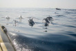 Afrique du Sud - Sardine Run - Blue Ocean Dive © David Arthur