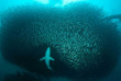 Afrique du Sud - Protea Banks - African Dive Adventure