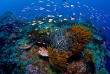 Australie - Christmas Island - Extra Divers © CITA - Mathieu Meur