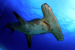 Croisière Bahamas - Dolphin Dream