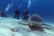 Bahamas – Grand Bahama – Freeport – Reef Oasis Dive Club © Sturla Avogadri