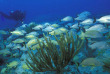 Bahamas - The Abacos - Turtle Caye - Brendal's Dive Center