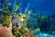Belize - Placencia - Plongée avec Pirate Reef Divers à Ray Caye Island Resort