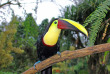 Costa Rica - Jungle, forêts et volcans du Costa Rica © Cactus Tour