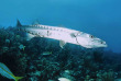 Cuba - Maria La Gorda International Diving Center © Shutterstock - Angelo Giampiccolo