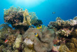 Egypte - Hamata - Red Sea Diving Safari - Wadi Lahami © Vannessa Meister