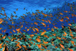 Egypte - Croisière plongée Mer Rouge - Red Sea Aggressor © Scott Johnson