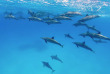 Egypte - Dolphinesse © Shutterstock