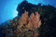Egypte - Safaga - Orca Coral Garden
