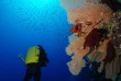 Egypte - Soma Bay - Orca Dive Clubs