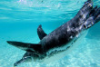 Equateur - Galapagos - Safari plongée d'île en île aux Galapagos © Michel Piccaya, Shutterstock