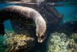 Equateur - Galapagos - Découverte des Galapagos depuis l'île de San Cristobal © Shutterstock, Longjourneys