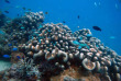 Fidji - Yasawa - Manta Ray Dive Shop