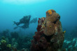 Honduras - Roatan - Duna Divers