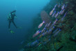 Honduras - Roatan - Duna Divers