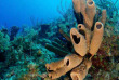 Croisière plongée îles Cayman - Cayman Aggressor V