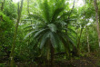 Iles Salomon - Munda - Zipolo Habu Resort - Forêt tropicale dans Lola Island