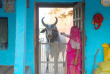 Inde - Vache sacrée à Rohet © Rohet Garh Hotel