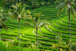 Indonésie - Bali - Riziere de Jati Luwih © Duchy – Shutterstock
