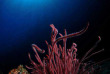 Indonésie - Croisière plongée Indo Siren © Aaron Wong