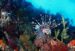 Indonésie - Croisière plongée Indo Siren © Gerald Rambert