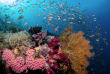 Indonésie - Halmahera - Nabucco Spice Island Resort - Extra Divers Spice Island © Barney