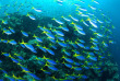 Indonésie - Raja Ampat - Papua Diving © bittenbysharks.com