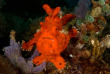 Indonésie - Sulawesi - Gangga - Gangga Divers © Ian Deeley