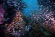 Indonésie - Sulawesi - Tompotika Dive Center © Liina Kermfors