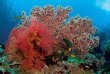 Indonésie - Sulawesi - Croisière plongée Pelagian © Mark Snyder