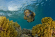 Indonésie - Wakatobi Dive Resort - Snorkeling © Rob Darmanin