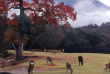 japon - Le Parc de Nara © Nara Tourism Federation - JNTO