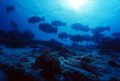 Malaisie - Bornéo - Mataking - The Reef Dive Resort