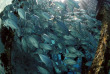 Malaisie - Bornéo - Mataking - The Reef Dive Resort © Tommy Yap