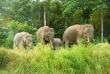 Malaisie - Circuit La rivière Kinabatangan - Elephant pygmée de Bornéo