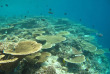 Maldives  - Centre de plongée Dive and Sail - Tables d'acropores